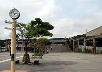 比嘉教授は、名桜大学の名にちなんでキャンパス内に河津桜とヒマラヤ桜を１８０本植樹