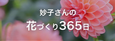 妙子さんの花づくり365日