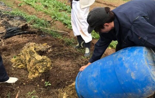 EM生ごみ漬物を入れると、土の中は微好気状態になり、1か月後には生ごみはほとんど消えています。