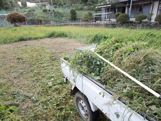 実は、栃木県北部は福島第1原発事故の影響で今でも土壌の中には放射能が残っているのです。ですから、畑に入れる雑草も、EM栽培なんですよ。（写真①