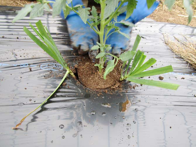 トマトと相性の良いニラ。トマトの定植に合わせて両側に混植する