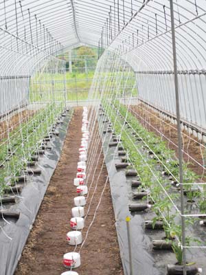 第6回　EM柴田農園直伝　定植後のトマト管理とEMボカシの仕込み ～水を得たトマト達