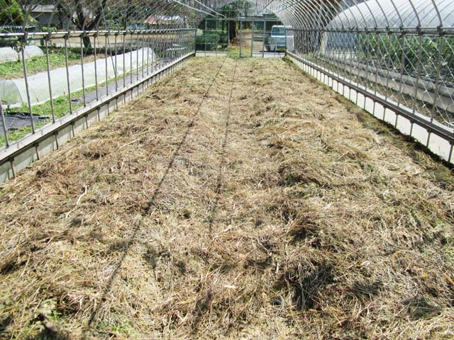9月には、カボチャなどウリ科の収穫が終わるとトマトと同じく残渣を小さくカットし、雑草をたっぷり乗せます