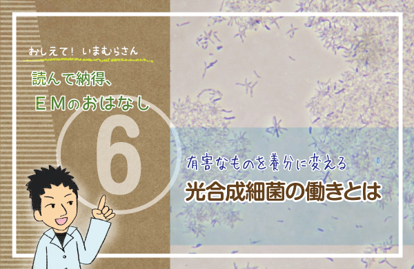 有害なものを養分に変える 光合成細菌の働きとは