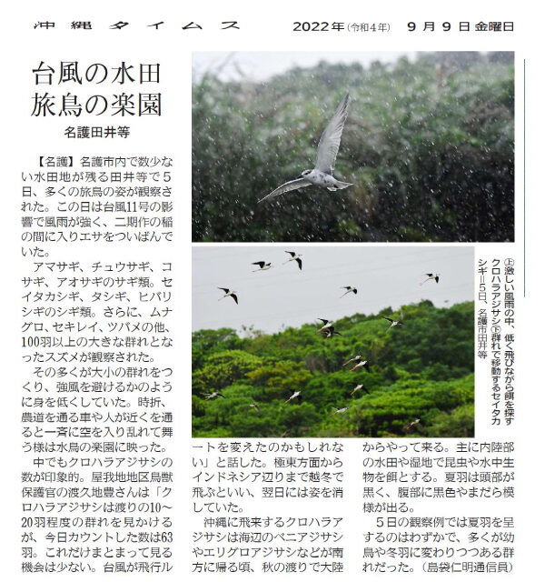 ＜記事7＞台風の水田　旅鳥の楽園
（2022年9月9日/ 沖縄タイムス社　提供）
