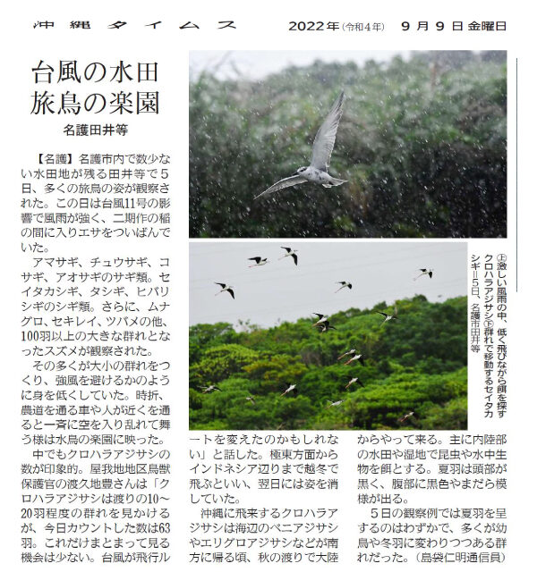 ＜記事7＞台風の水田　旅鳥の楽園
（2022年9月9日/ 沖縄タイムス社　提供）
