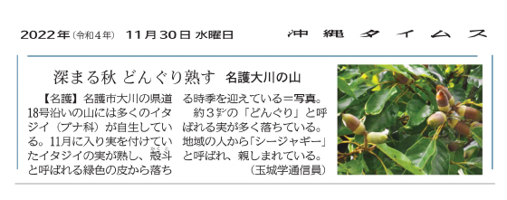 深まる秋　どんぐり熟す　名護大川の山（沖縄タイムス社　提供）