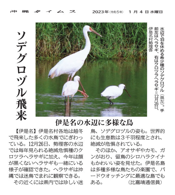 ソデグロヅル飛来　伊是名の水辺に多様な鳥（沖縄タイムス社　提供）