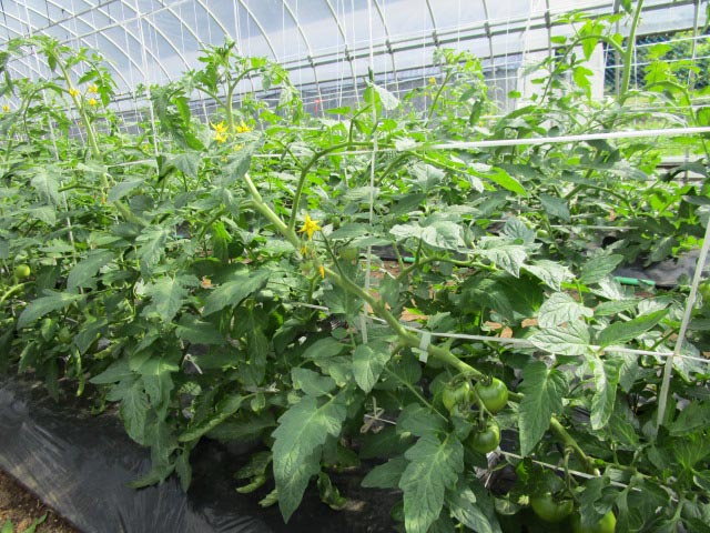 定植から約1ヶ月後（2021年6月17日）のトマトは、第5花房がつぼみの状態。

