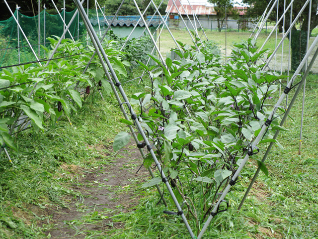 ナス科は同じ2本の畝に。2種類のナスと奥にピーマンを植えています