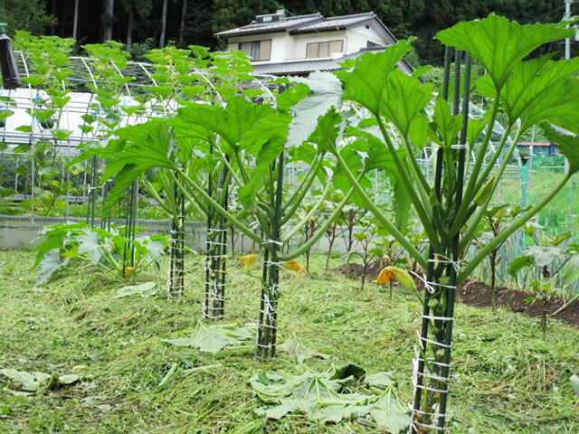 「面白い仕立てだね」とよく言われます。 ズッキーニ―を定植したら3本の支柱を取り付けて、縦に育てていきます。ズッキーニの実は柔らかくデリケートなので、どこにも触れないように栽培することがポイントです。ただし、小まめに誘引をしていかないと途中で折れてしまいます。