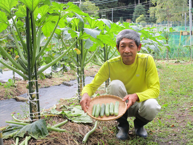 ズッキーニ―を定植したら3本の支柱を取り付けて、縦に育てていきます。ズッキーニの実は柔らかくデリケートなので、どこにも触れないように栽培することがポイントです。