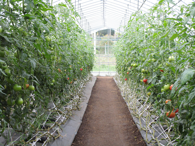 第10回　 EM柴田農園直伝 猛暑も長雨も耐え抜くトマトづくり ～このトマトを見れば納得！ EM栽培のすごさ！！