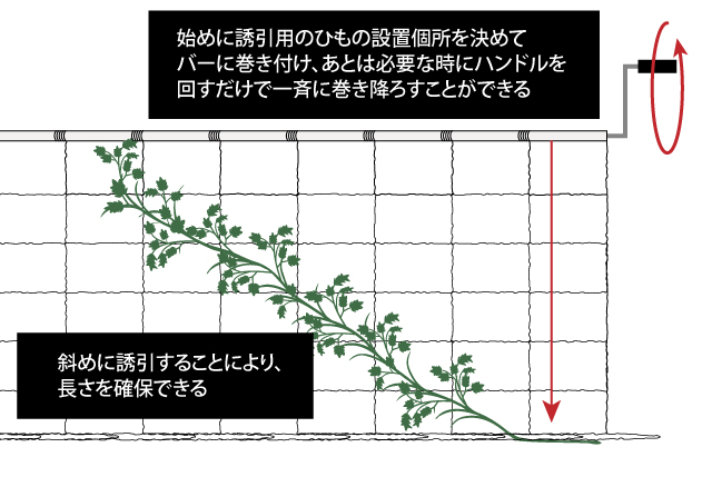 仕立て全体を下ろすことが出来るのは、定植時に誘引用のヒモをバーに巻き付けておくからです
