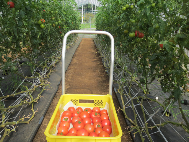 第10回　 EM柴田農園直伝 猛暑も長雨も耐え抜くトマトづくり ～このトマトを見れば納得！ EM栽培のすごさ！！