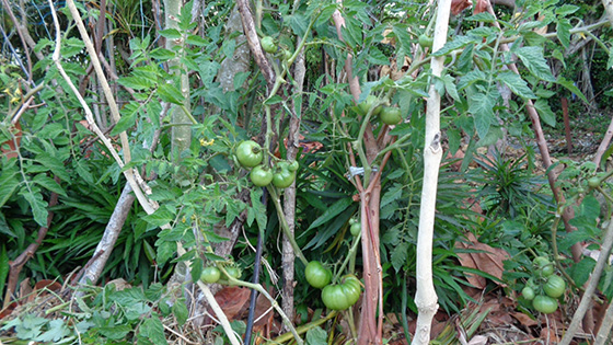 4．永久植栽マス2作目のトマト（前作はニガウリ）
