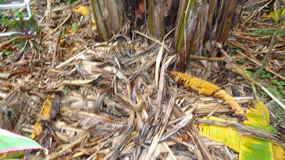5．バナナ畑の表面は除去した下葉や収穫残渣を敷きつめる（株元に年4～6回の発酵液肥を施用）

