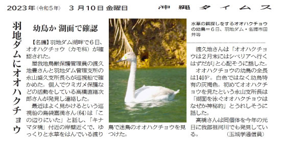 2023年3月10日　羽地ダムにオオハクチョウ（沖縄タイムス社　提供）
