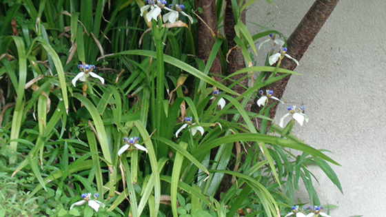 サクラの下に咲いているアメリカシャガ
