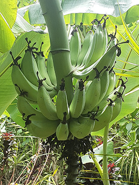 青空宮殿は毎週バナナを10キロ以上出荷しています。