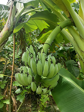 青空宮殿は毎週バナナを10キロ以上出荷しています。
