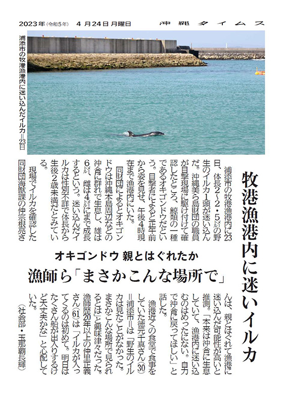 牧港漁港に迷いイルカ　2023年4月24日（沖縄タイムス社　提供）