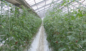 EMを使って土壌改良 トマトの病気が大幅ダウン