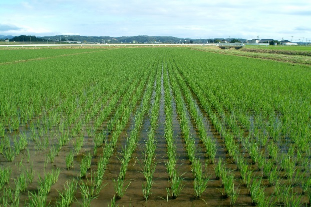 草が減って収穫増える、有機の田んぼに朗報　及川正喜さん インタビュー