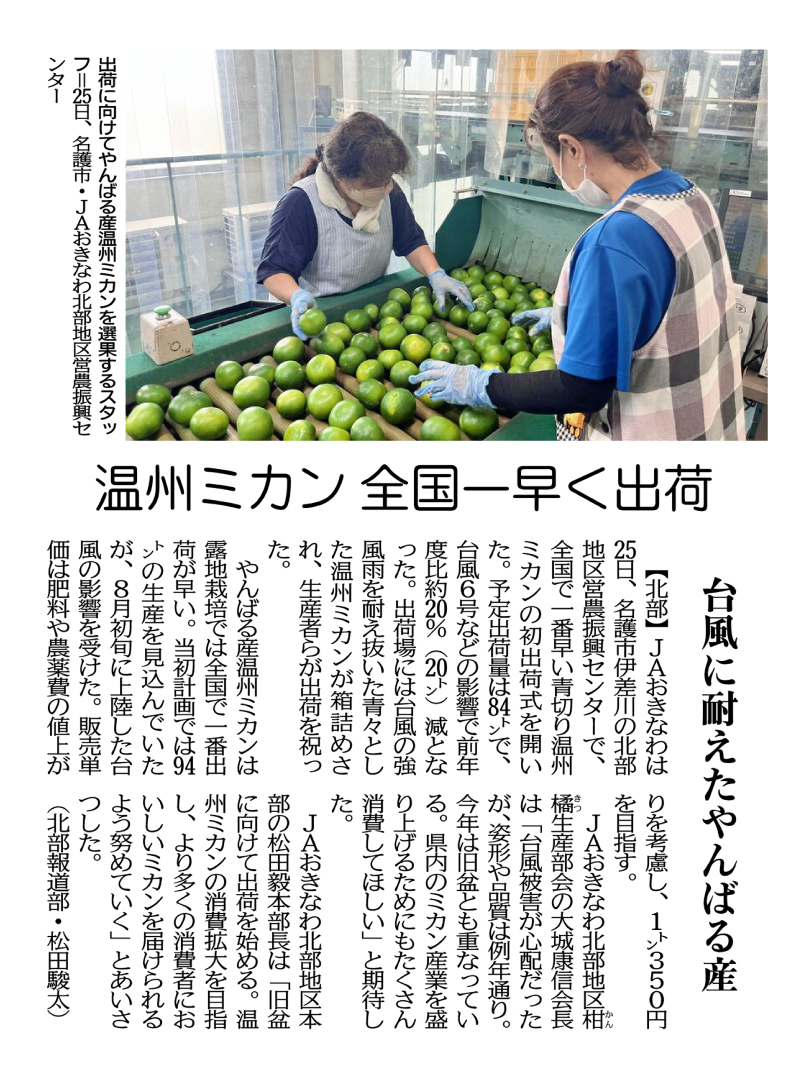 2023年8月26日付　温州ミカン　全国一早く出荷　台風に耐えたやんばる産（沖縄タイムス社 提供）