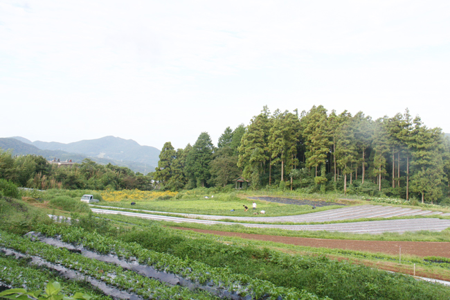 標高350m、元は耕作放棄地だが、今は光があふれる菌ちゃんふぁーむ