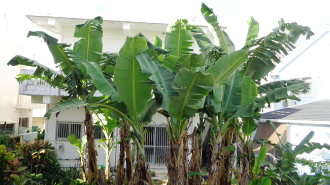 青空宮殿の結界外のバナナの葉が異常に力強く立っているのに気付き、その後、他のバナナやパパイヤ等々を調べてみました。どこのバナナもパパイヤも、ゾウムシの被害やウイルスの被害が全く認められず、すくすくと育っています。