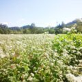 そばの花。白く可憐