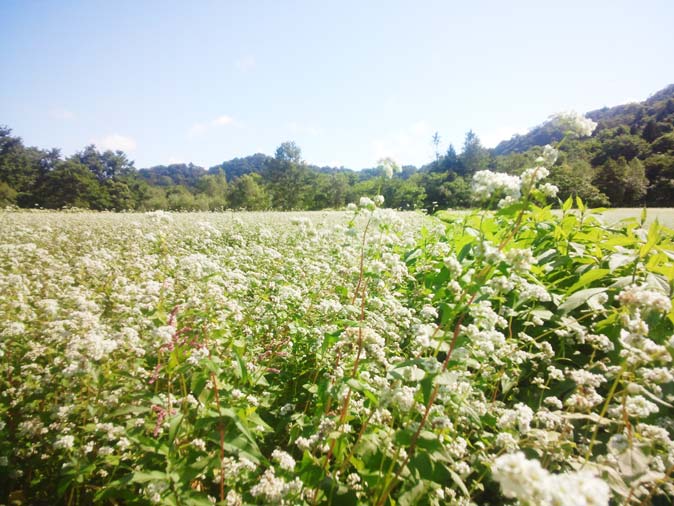 そばの花。白く可憐

