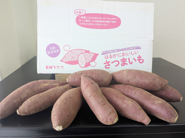 第205回　実用化が始まったEM技術による土壌消毒剤不使用栽培
