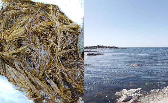 畑のうま味をつくる、ミネラル豊富な海藻。 海の恵みが畑の土へとつながっている