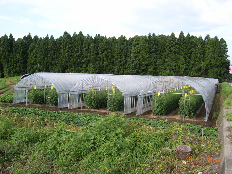 私が研修中に実際に作業をした長さ35mのハウス3棟。資材の長さに合わせて計算され尽くした、理想のハウスです。
（2008年7月29日撮影）
