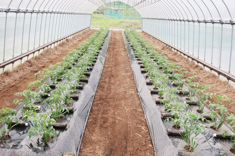 こちらは私の農園のハウスです。
研修を終え、自分の農園のハウスも同じように間口4.8ｍのハウスを採用。現在もこのハウスで栽培を続けています。
