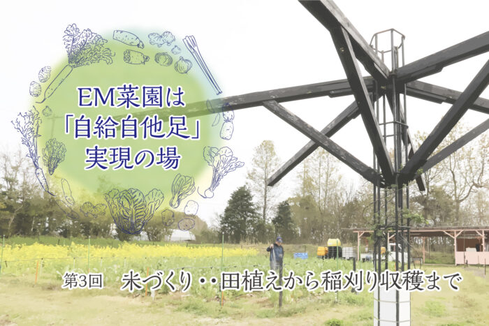 ＜第3回＞米づくり・・田植えから稲刈り収穫まで