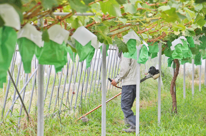 ぶどう棚の管理作業