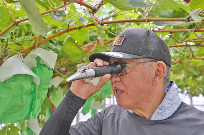 糖度をチェックする指導員の安藤さん