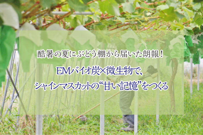 【福島】酷暑の夏にぶどう棚から届いた朗報！EMバイオ炭×微生物で、シャインマスカットの“甘い記憶”をつくる