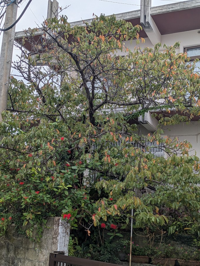 台風直後のサクラ(落葉が少ない)