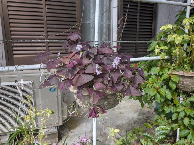 花を付けたオキザリス