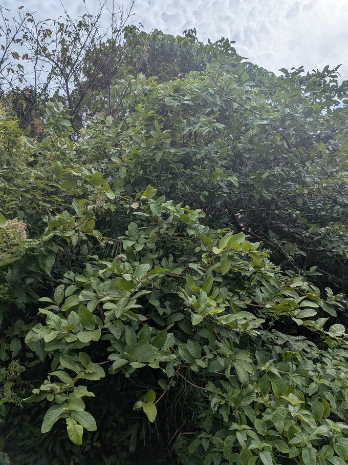 台風直後のグァバ